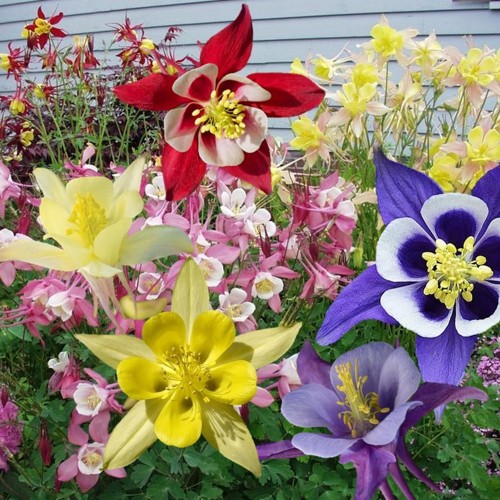 Aquilegia hybrida mix - Kurekell mix P11/0,75L